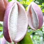 Stauntonia Latifolia Seeds-Organic Food