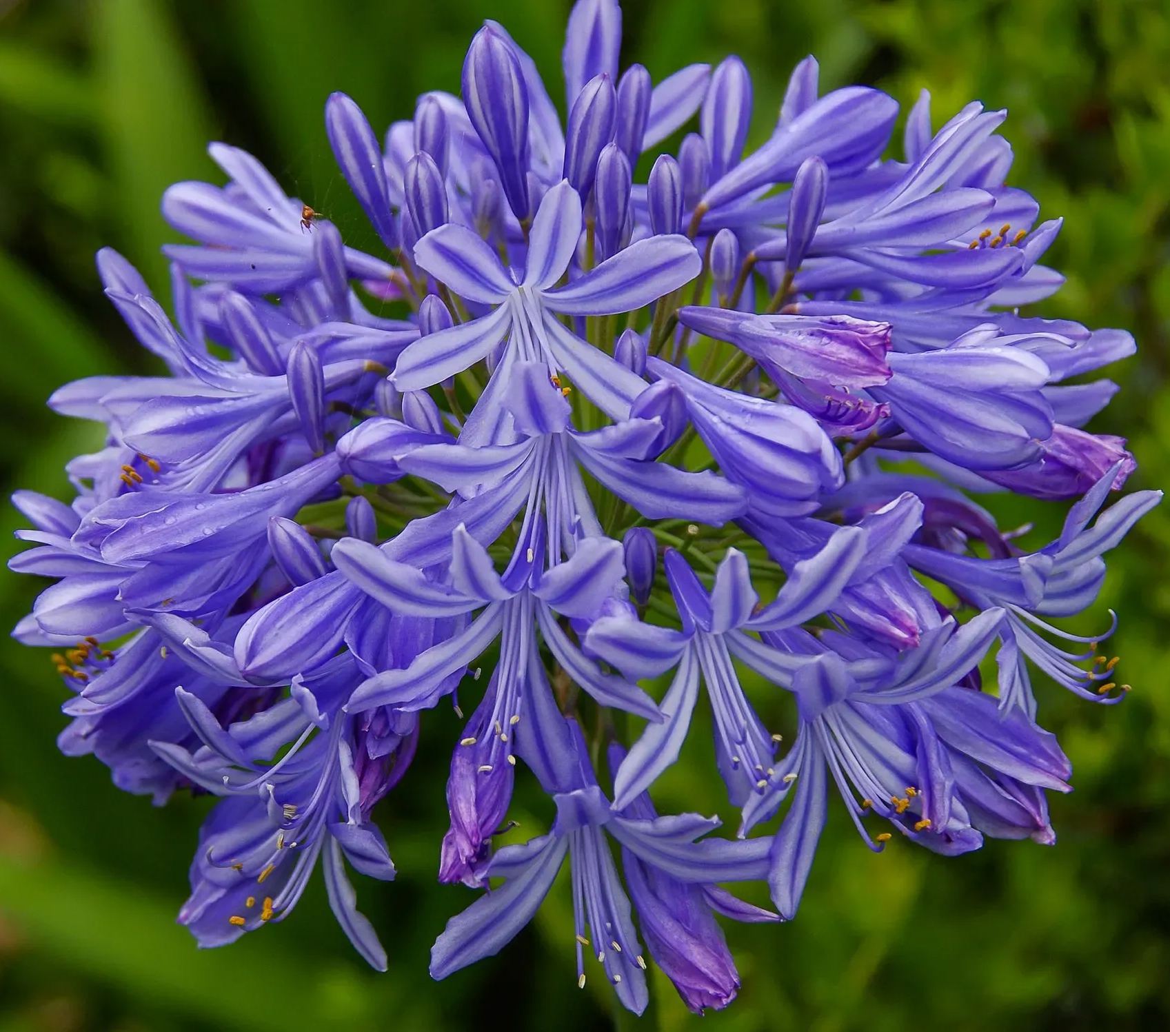 Agapanthus africanus 'Black Buddhist'