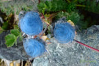 Prairie Smoke Flower Seeds