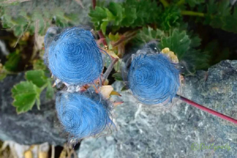 Prairie Smoke Flower Seeds
