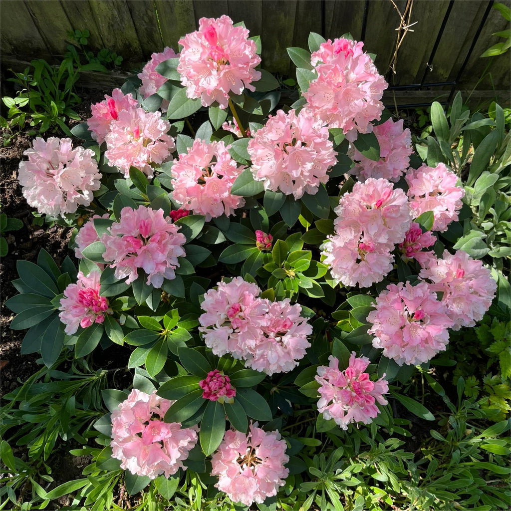 Alpine Azalea Seeds 🌸 Rare Species