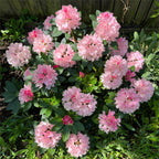 Alpine Azalea Seeds 🌸 Rare Species
