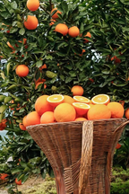🍊Red Tangerine Seeds-Sweet, Juicy, Abundant Harvests