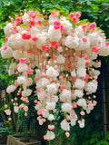 Weeping Begonia flower Seeds