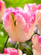 Cabanna Parrot Tulip Seeds