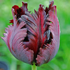 Black Parrot Tulip Seeds