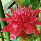 Porcelain rose seeds-Etlingera elatior-Torch Ginger