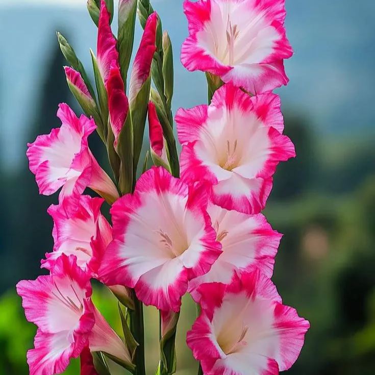 Velvet Ruffle Gladiolus Corms🌺