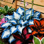 Muticolor Hosta Seeds-Perennial Shade Plant for Garden and Yard Plant🌈God's Artistic Canvas