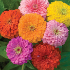Zinnia Seeds (California Giant ) – 100% Pure Heirloom Flower Seeds