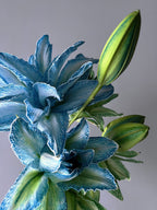 Double-Blossom Lily