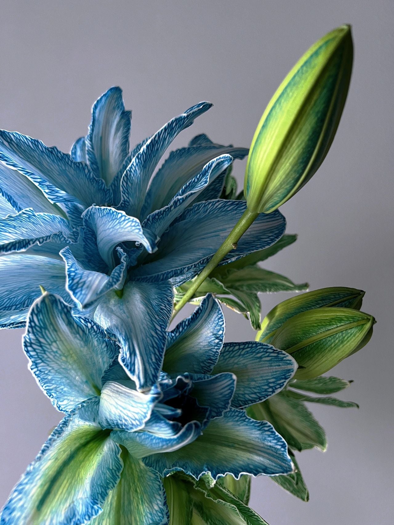 Double-Blossom Lily
