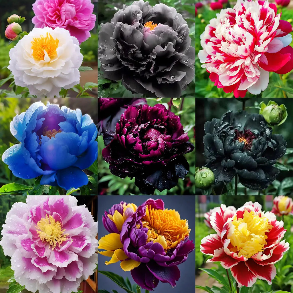 Yellow Peony Seeds – Symbol of luck and wealth