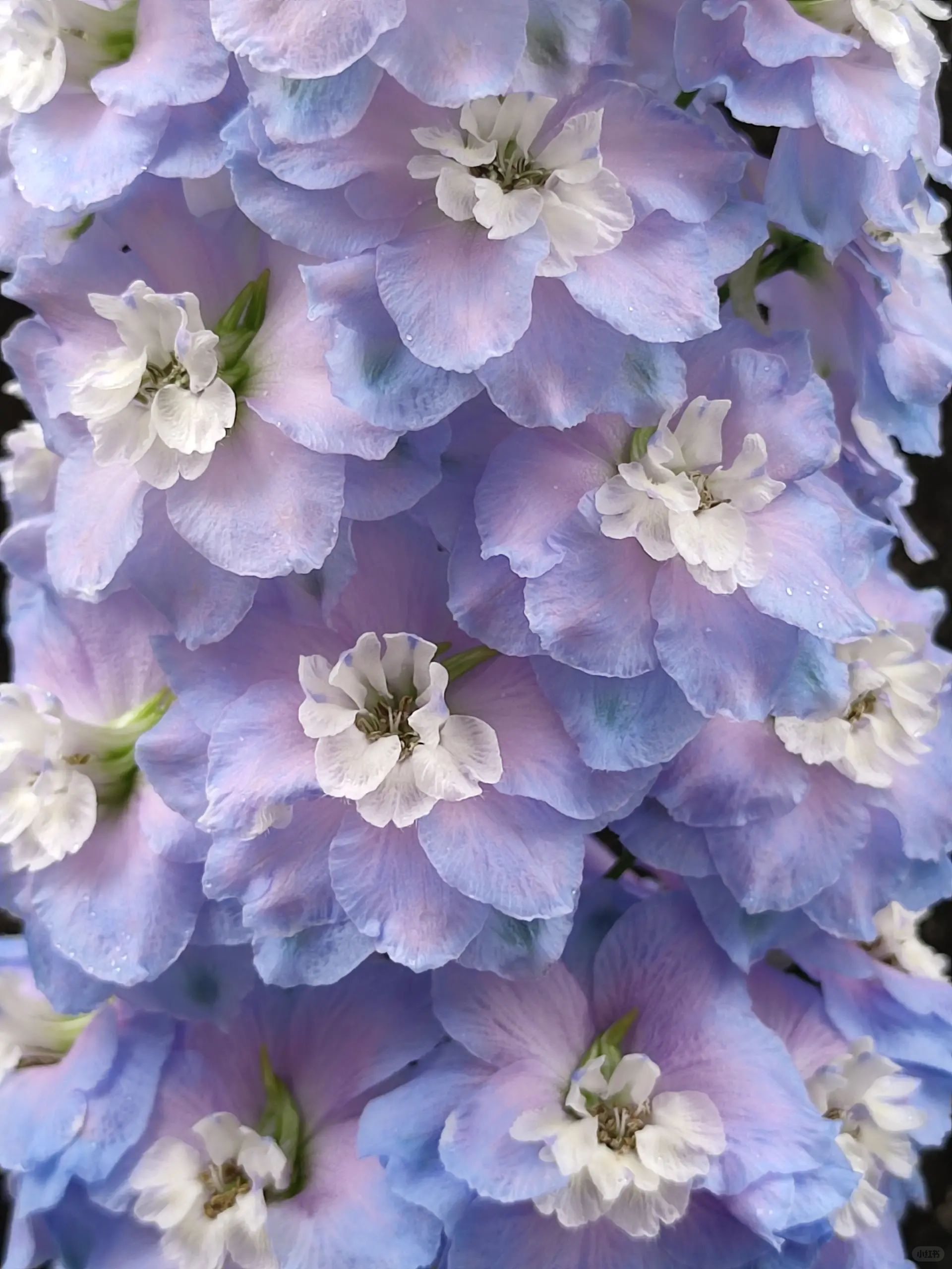 Delphinium Seeds-Mixed 7 Colors