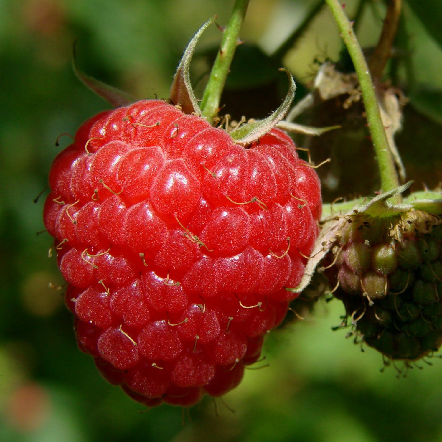 🍓Red Raspberry Seeds