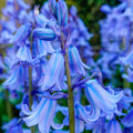 Spanish Bluebells Flower Seeds