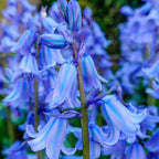 Spanish Bluebells Flower Seeds