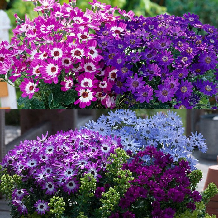 Cineraria Mix Flower Seeds-Over 10 Colors