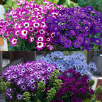 Cineraria Mix Flower Seeds-Over 10 Colors
