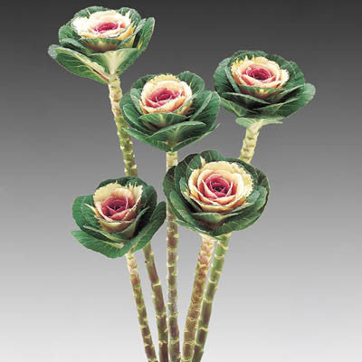 Ornamental Kale Cut Flower Collection Seed