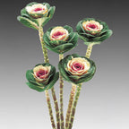 Ornamental Kale Cut Flower Collection Seed