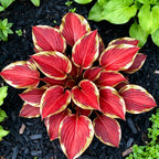 Muticolor Hosta Seeds-Perennial Shade Plant for Garden and Yard Plant🌈God's Artistic Canvas