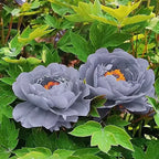 Yellow Peony Seeds – Symbol of luck and wealth
