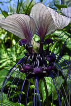 Angel Trumpet Double Purple Flower Seeds Brugmansia Datura