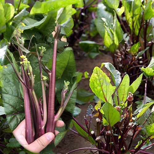 Beetroot Under The Snow Seeds