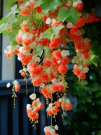 Weeping Begonia flower Seeds