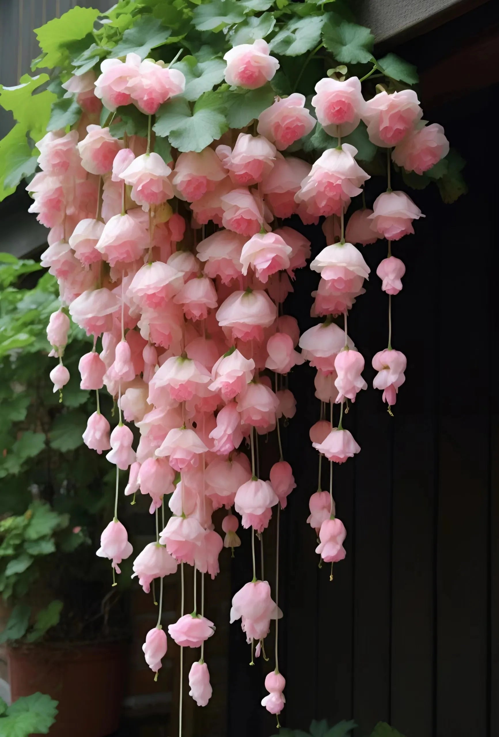 Weeping Begonia flower Seeds