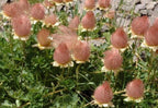 Prairie Smoke Flower Seeds