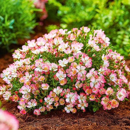 Alpin-Rose