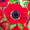 Red Anemone Seeds