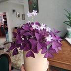 Oxalis Triangularis Purple Shamrock Good Luck Plant