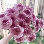 Double-Flowered Mixed Carnation Seeds