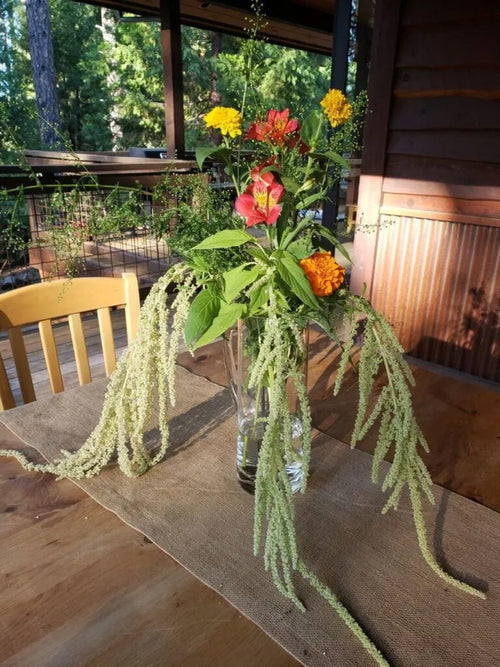 Amaranth Seeds - Emerald Tassels