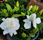 Big Leaf Gardenia Seeds