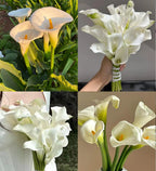 Calla Lily Bulbs – The Magical Bloom That Never Fails