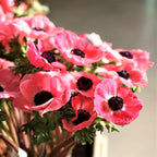 Rosa Shocking Anemone Seeds