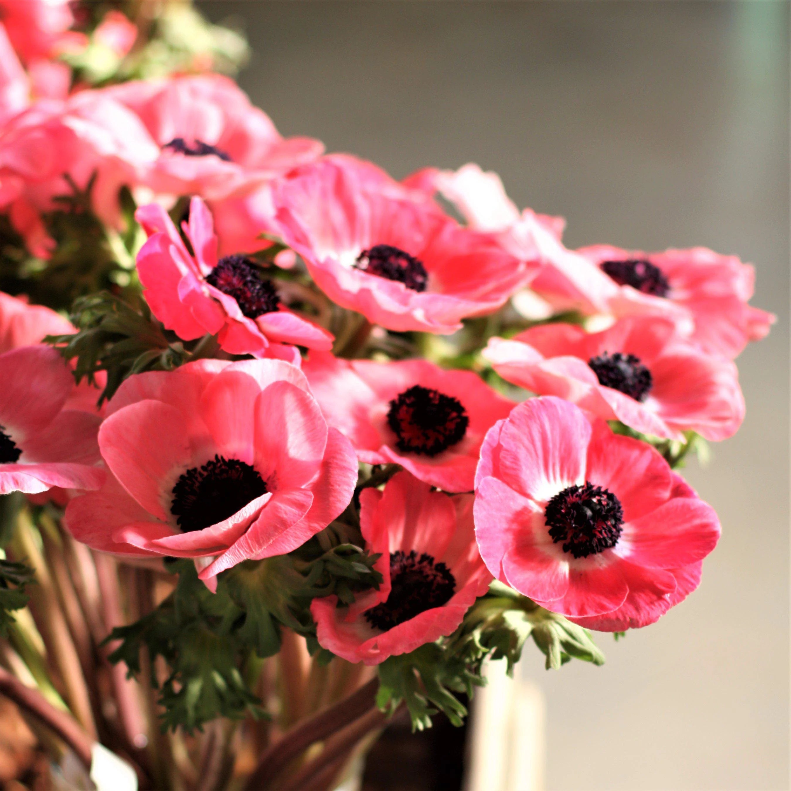 Rosa Shocking Anemone Seeds