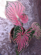 Pink Princess Beauty - Rare
