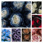 🌹Ecuadorian Roses - Rare Roses