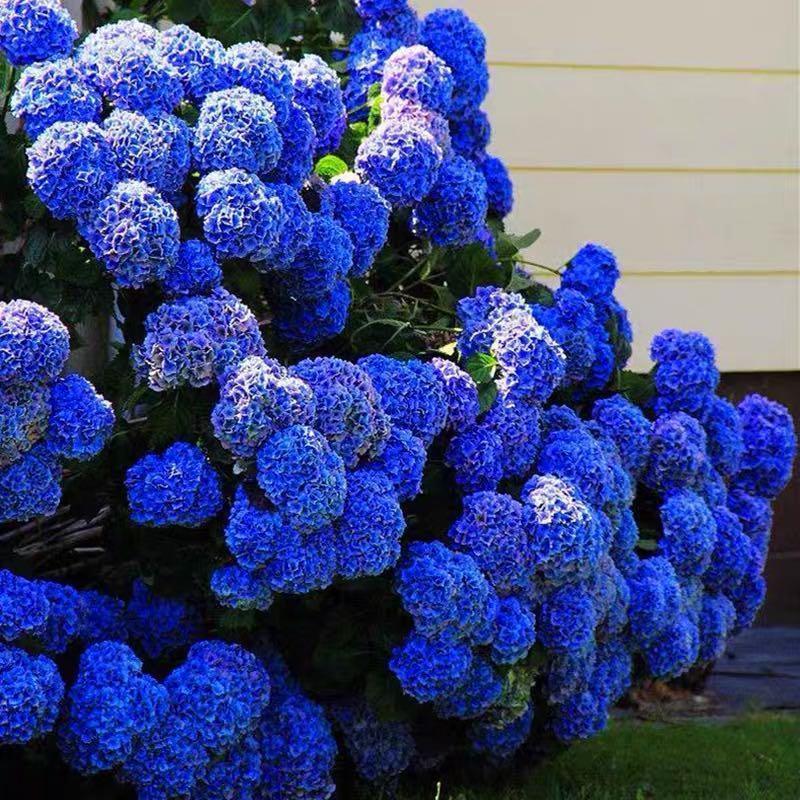 🔥 Limited Edition! Red, White & Blue Hydrangeas for America’s 250th 🇺🇸