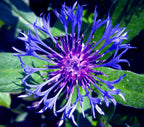 Centaurea montana- Bachelor Buttons