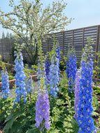 Delphinium Seeds-Mixed 7 Colors