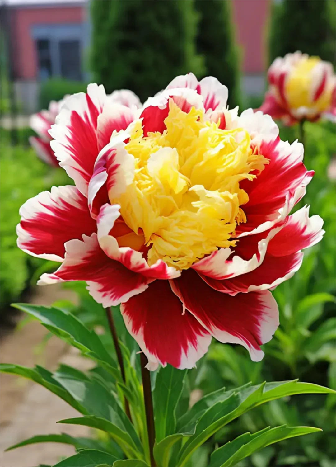 White Peony Seeds – Symbol of luck and wealth