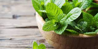 500 Seeds Mint Seeds