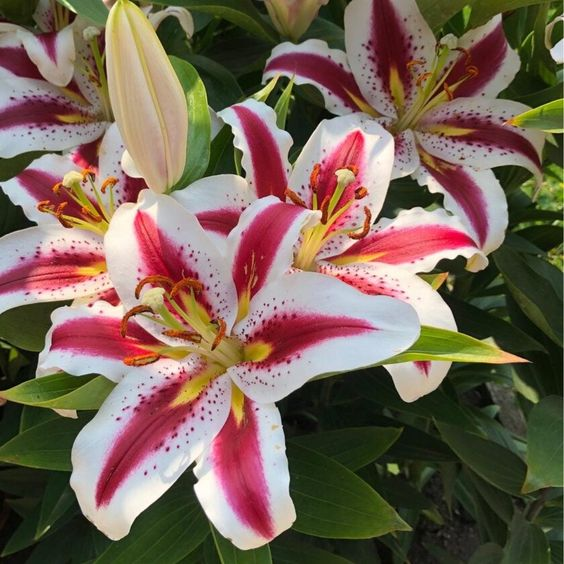 🌸Beautiful purple Rare Color Lily Bulbs– Blooms of Elegance and Grace 🌸