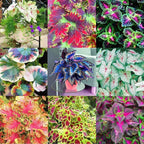 Coleus Bonsai Flower Leaf Plants Rainbow Dragon Seeds Garden